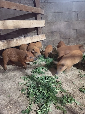 vand purcei mangalița  - imagine 2