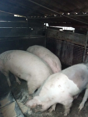 Porci de vânzare  - imagine 3