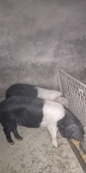 Porci de vânzare  - imagine 4