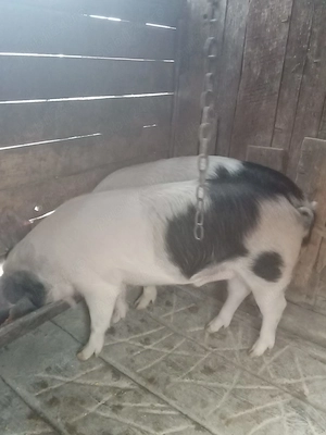 Porci de vânzare  - imagine 2