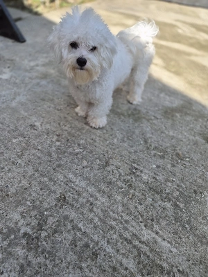 Bichon maltez sterilizat - imagine 4