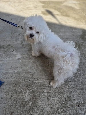 Bichon maltez sterilizat - imagine 3