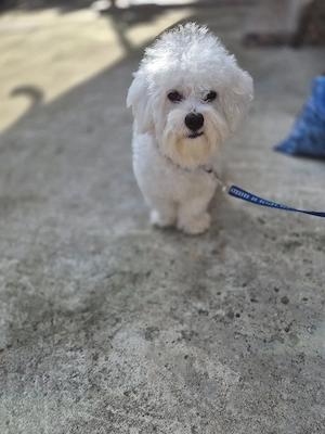 Bichon maltez sterilizat - imagine 2