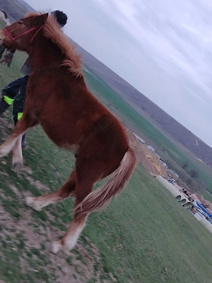 Vând Manz semi greu - imagine 2