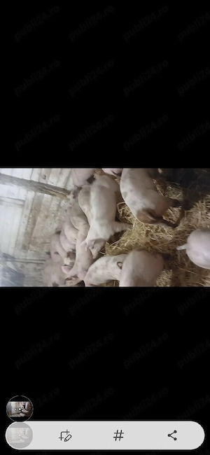 vând grasuni rasă de carne - imagine 2