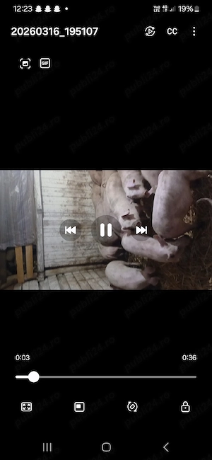 vând grasuni rasă de carne - imagine 3