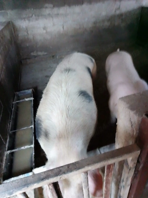 Porci de carne Pietran - imagine 3