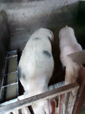 Porci de carne Pietran - imagine 2