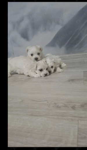 Bichon maltez miny frumosibsi draguti - imagine 4