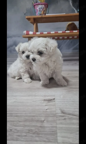 Bichon maltez miny frumosibsi draguti - imagine 5