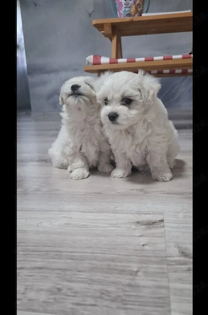 Bichon maltez miny frumosibsi draguti - imagine 3