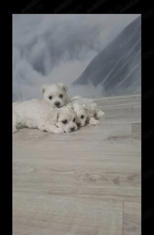 Bichon maltez miny frumosibsi draguti