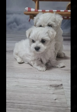 Bichon maltez miny frumosibsi draguti - imagine 2