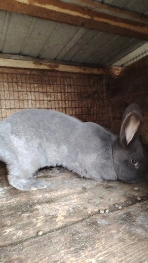 Vând pui uriaș german și albastru vienez 