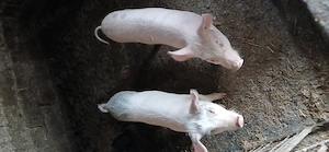 vând scrofite , 30 35 kg    - imagine 4