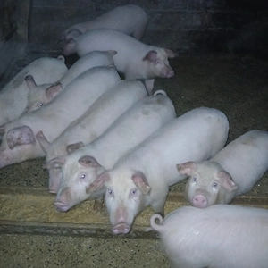 Disponibili purcei  - imagine 4