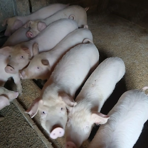 Disponibili purcei  - imagine 3