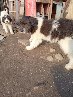 Femelă Ciobanesc mioritic  - imagine 2