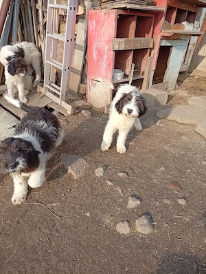 Femelă Ciobanesc mioritic 