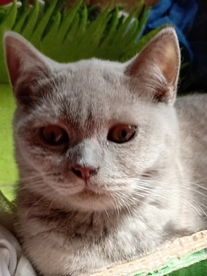 Pisicuțe British shorthair Lilac - imagine 3