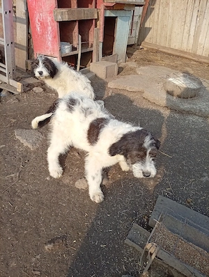 Femelă Ciobanesc mioritic  - imagine 3