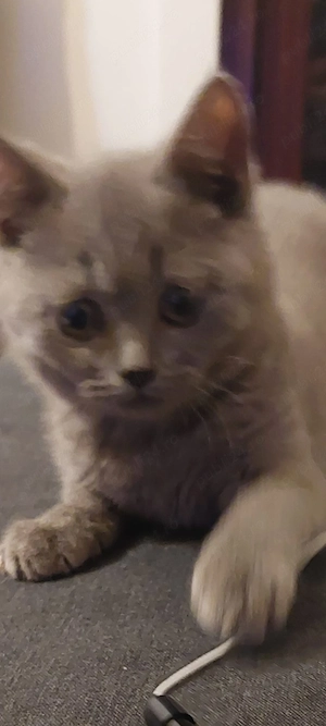 Pisicuțe British shorthair Lilac - imagine 2