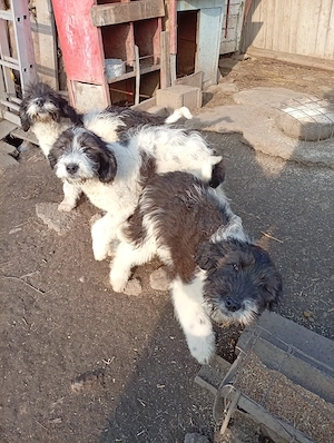 Femelă Ciobanesc mioritic 