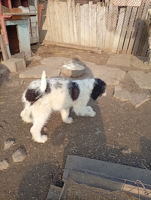 Femelă Ciobanesc mioritic  - imagine 4