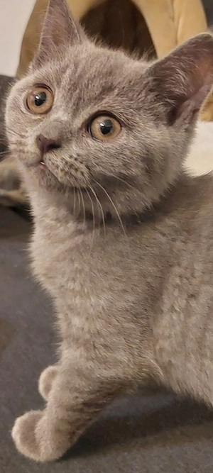 Pisicuțe British shorthair Lilac