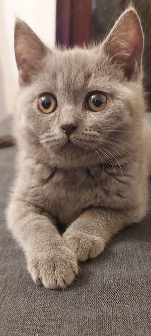 Pisicuțe British shorthair Lilac - imagine 5