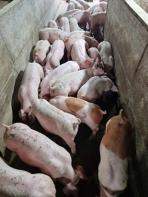 soldani de carne duroc danez - imagine 2