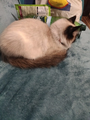 pisicuță ragdoll  - imagine 3