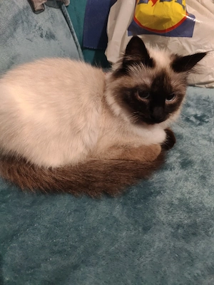 pisicuță ragdoll 