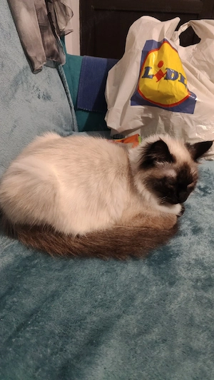 pisicuță ragdoll  - imagine 2