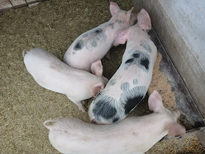 De vanzare purcei - imagine 3