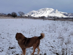 De vanzare cainii de paza un mascul de doi Ani sí un mascul de 4 Ani accept sí unele schimburi cu al - imagine 2