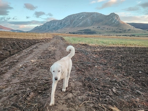 De vanzare cainii de paza un mascul de doi Ani sí un mascul de 4 Ani accept sí unele schimburi cu al - imagine 4