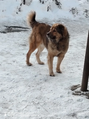De vanzare cainii de paza un mascul de doi Ani sí un mascul de 4 Ani accept sí unele schimburi cu al