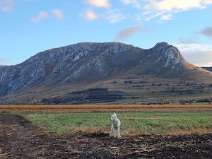 De vanzare cainii de paza un mascul de doi Ani sí un mascul de 4 Ani accept sí unele schimburi cu al - imagine 3