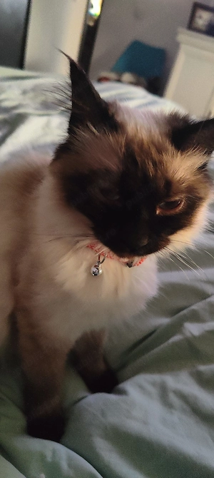 pisicuță ragdoll  - imagine 4