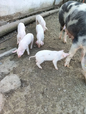 Purcei de vanzare - imagine 2