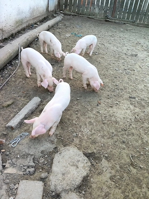 Purcei de vanzare - imagine 3