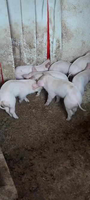 Purcei de vanzare - imagine 4