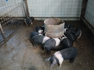 Purcele bazna - imagine 3