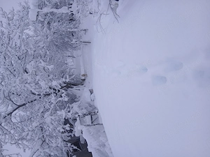 porumbei de vanzare - imagine 5