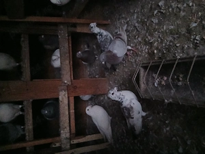 porumbei de vanzare - imagine 4