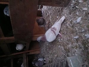 porumbei de vanzare - imagine 3