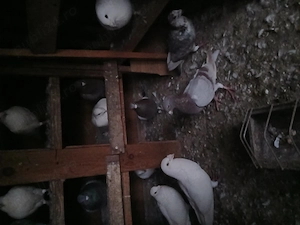 porumbei de vanzare - imagine 2