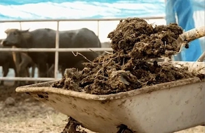 mranitabalegar vaci gratis toata cantitatea