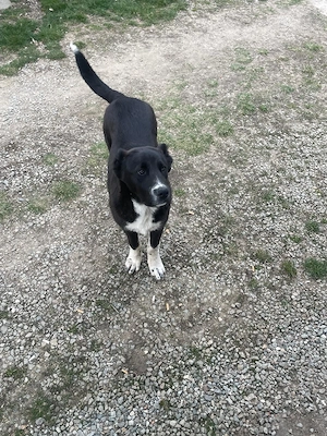 Vând femela Ciobănesc de Bucovina  - imagine 2